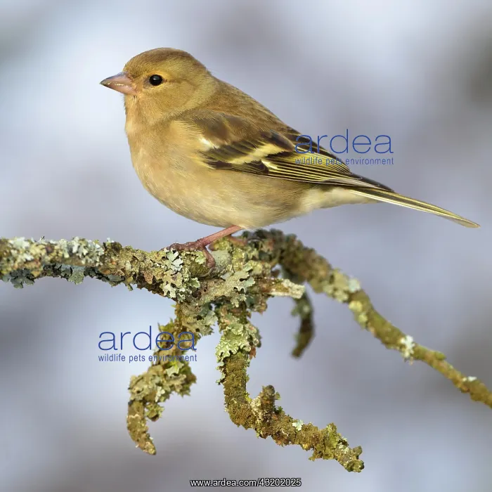 : Common chaffinch (Fringilla coelebs), female sitting : Common chaffinch (Fringilla coelebs), female sitting