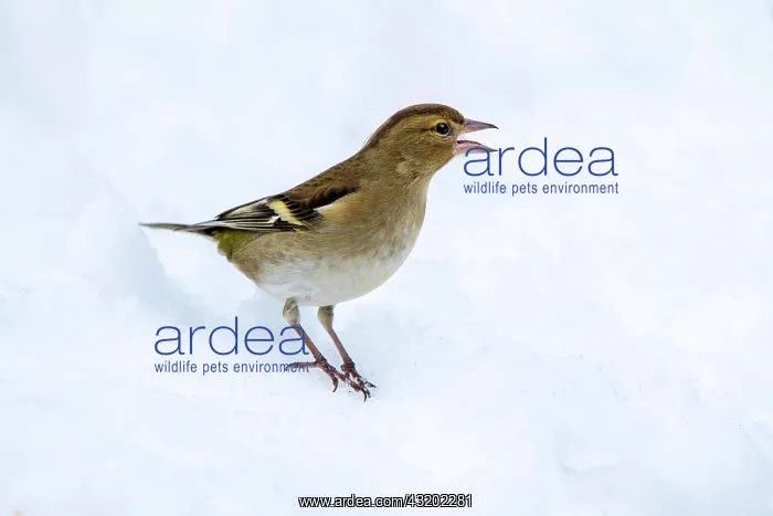 : Common chaffinch (Fringilla coelebs), female, sitting : Common chaffinch (Fringilla coelebs), female, sitting
