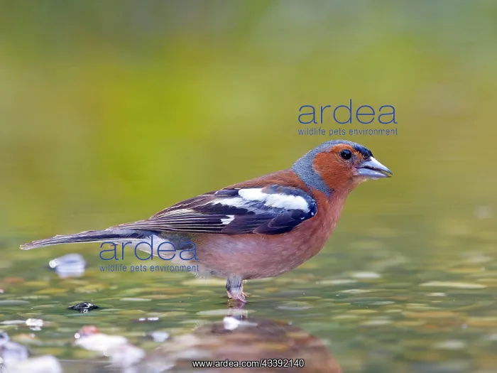 : Common chaffinch (Fringilla coelebs), male standing : Common chaffinch (Fringilla coelebs), male standing
