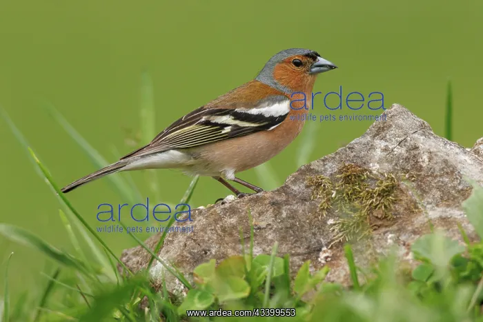 : Common Chaffinch (Fringilla coelebs) - adult male : Common Chaffinch (Fringilla coelebs) - adult male