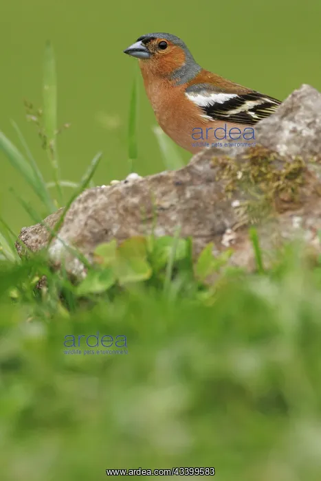 : Common Chaffinch (Fringilla coelebs) - adult male : Common Chaffinch (Fringilla coelebs) - adult male