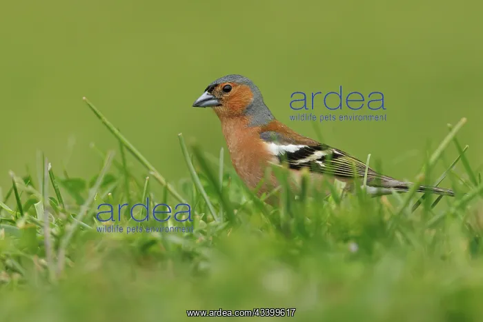  : Common Chaffinch (Fringilla coelebs) - adult male