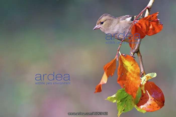 : Common chaffinch (Fringilla coelebs), female with : Common chaffinch (Fringilla coelebs), female with