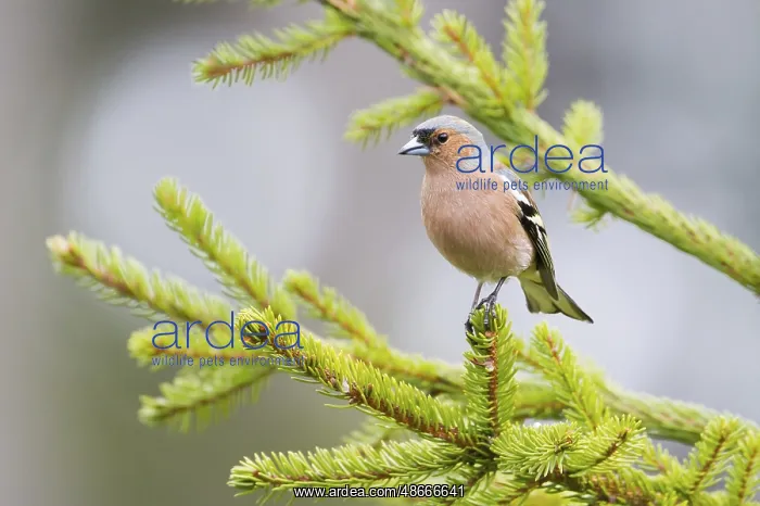 : Common Chaffinch (Fringilla coelebs) male : Common Chaffinch (Fringilla coelebs) male