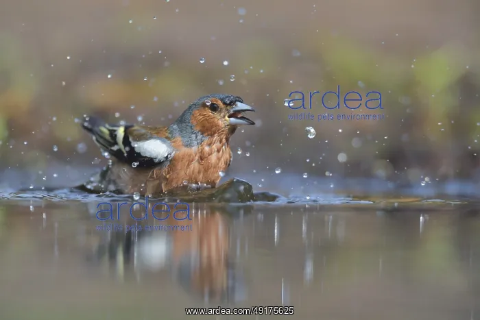 : Common Chaffinch (Fringilla coelebs) male bathing : Common Chaffinch (Fringilla coelebs) male bathing