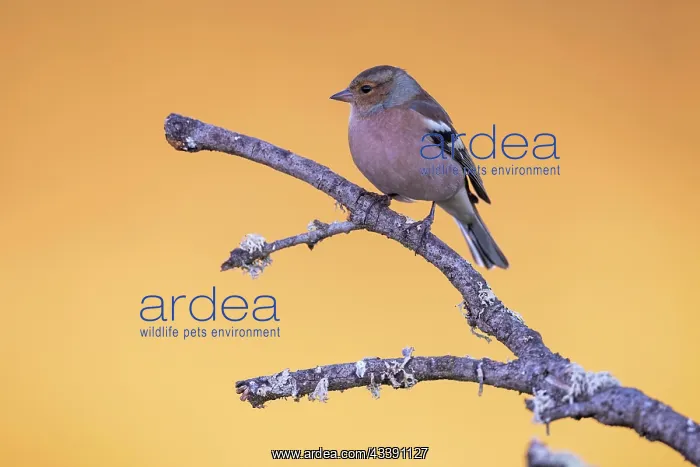 : Common chaffinch (Fringilla coelebs) male, on branch : Common chaffinch (Fringilla coelebs) male, on branch