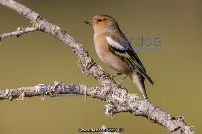 : Common chaffinch (Fringilla coelebs) male, on branch : Common chaffinch (Fringilla coelebs) male, on branch