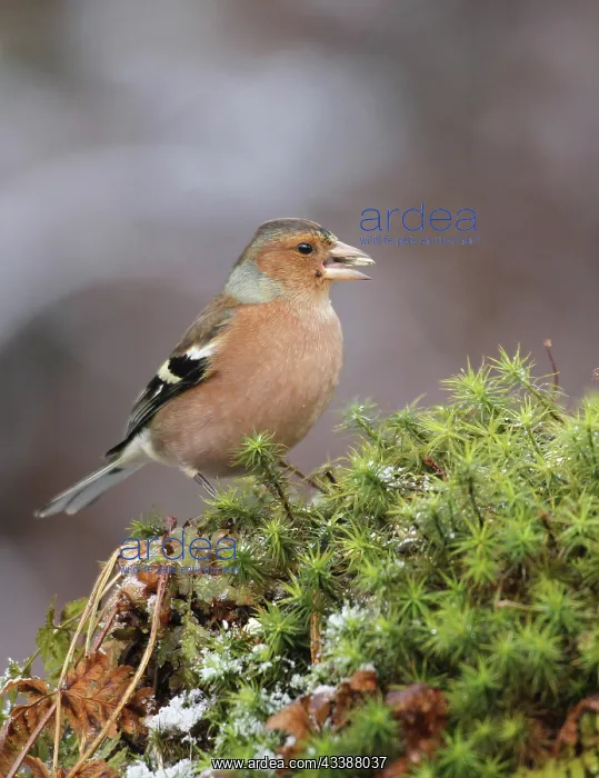 : Common chaffinch (Fringilla coelebs) male feeding : Common chaffinch (Fringilla coelebs) male feeding