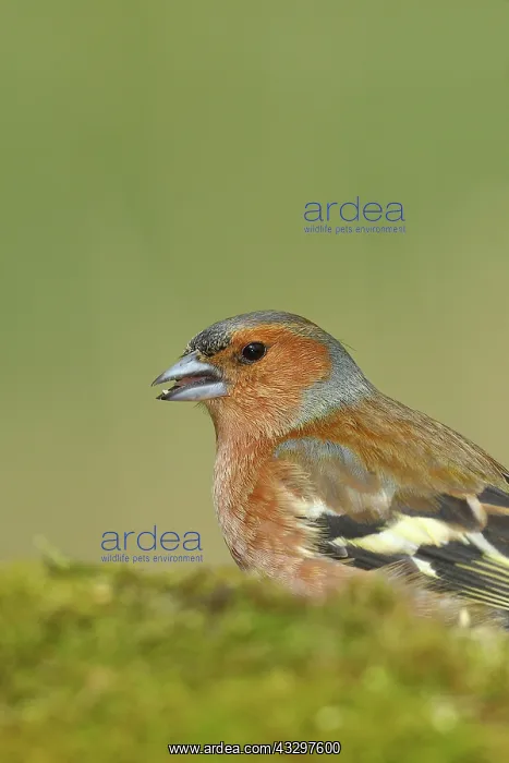 : Common chaffinch (Fringilla coelebs), male sitting : Common chaffinch (Fringilla coelebs), male sitting