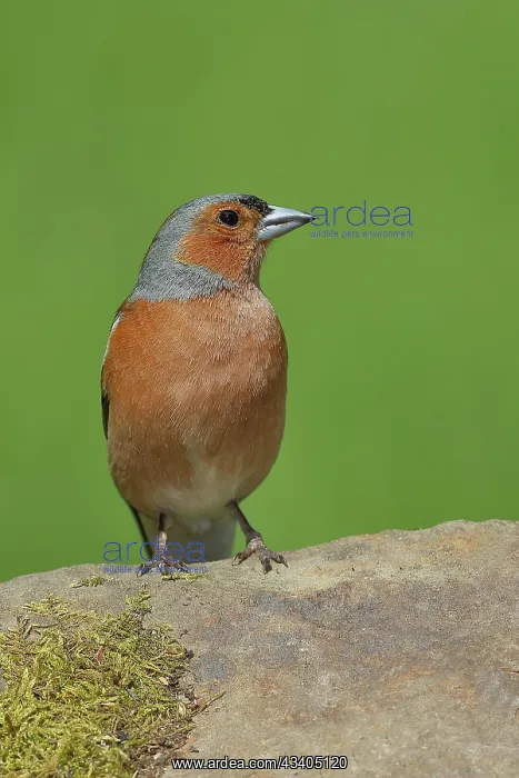 : Common chaffinch (Fringilla coelebs), male sitting : Common chaffinch (Fringilla coelebs), male sitting