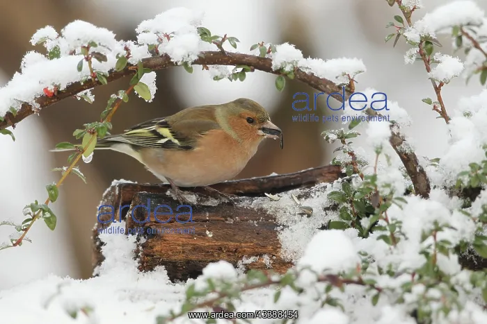 : Common chaffinch (Fringilla coelebs) male in snow : Common chaffinch (Fringilla coelebs) male in snow