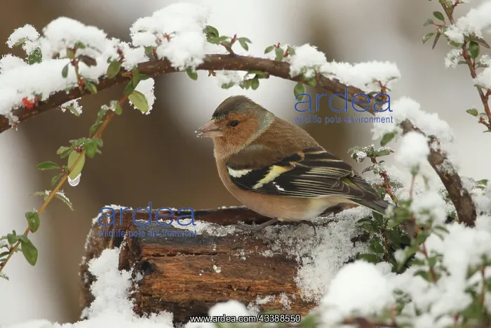 : Common chaffinch (Fringilla coelebs) male in snow : Common chaffinch (Fringilla coelebs) male in snow