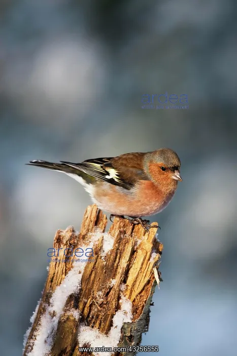 : Common Chaffinch (fringilla coelebs), Male, Winter : Common Chaffinch (fringilla coelebs), Male, Winter