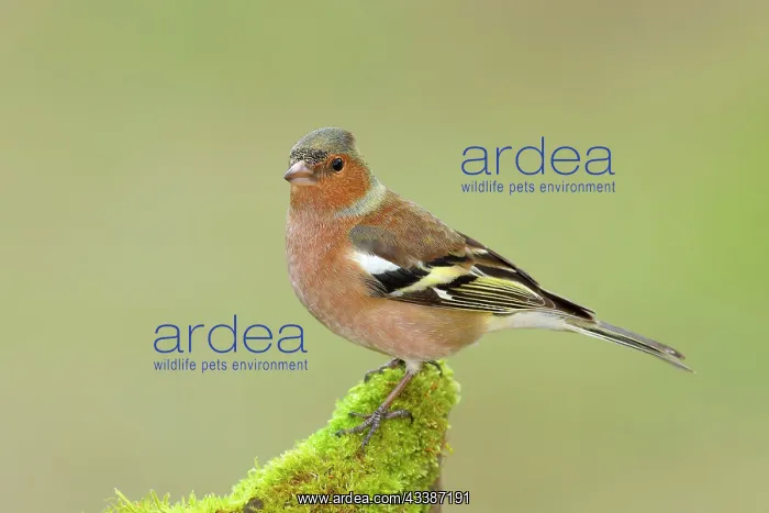 : Common chaffinch (Fringilla coelebs), male (winter : Common chaffinch (Fringilla coelebs), male (winter