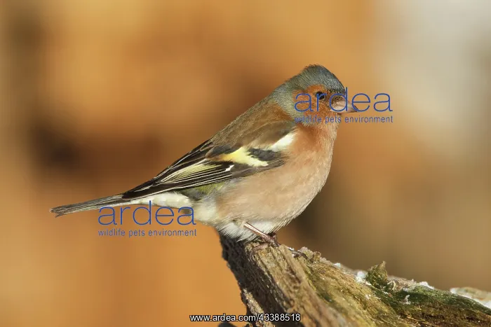 : Common chaffinch (Fringilla coelebs) male at winter : Common chaffinch (Fringilla coelebs) male at winter