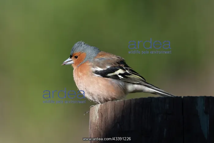 : Common Chaffinch (Fringilla coelebs) on stump, Nelson : Common Chaffinch (Fringilla coelebs) on stump, Nelson