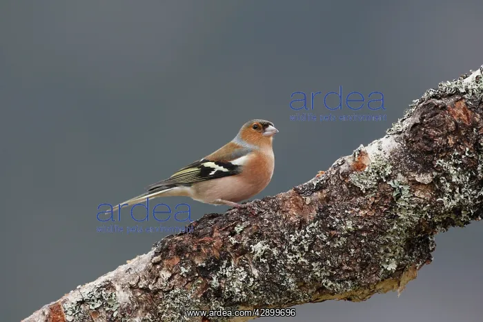: Common Chaffinch male : Common Chaffinch male