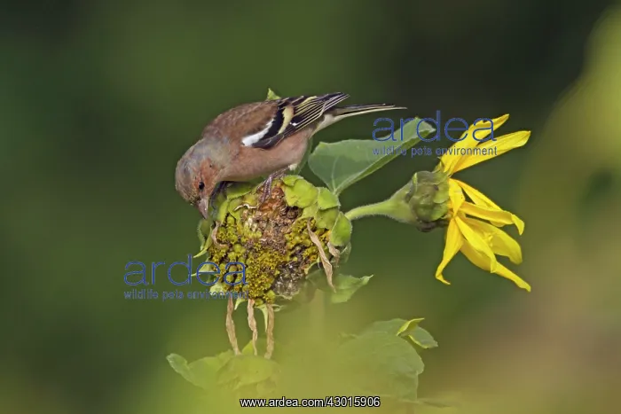 : Common Chaffinch male feeding on sunflower : Common Chaffinch male feeding on sunflower