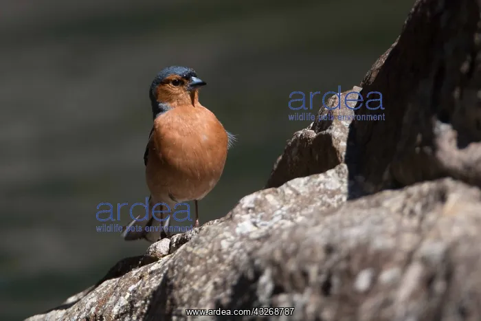 : Common Chaffinch - A male - at Raupara Water Gardens : Common Chaffinch - A male - at Raupara Water Gardens