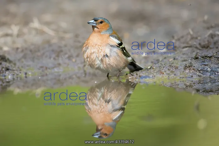 : Common Chaffinch water : Common Chaffinch water