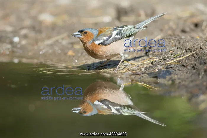 : Common Chaffinch water : Common Chaffinch water