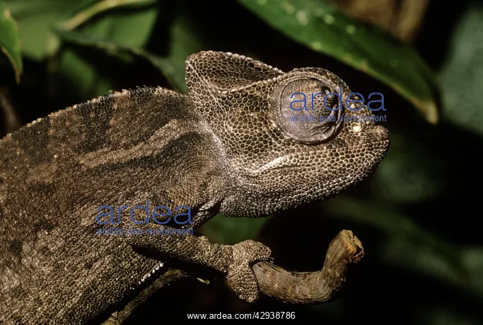  : COMMON CHAMAELEON