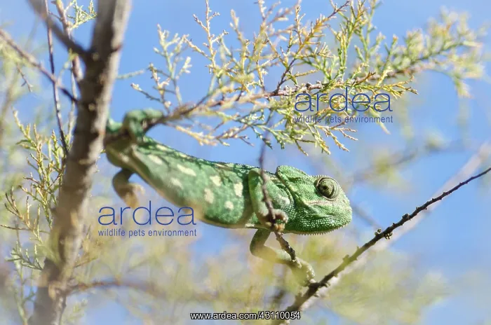 : Common Chameleon : Common Chameleon