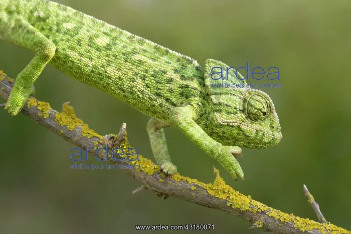 : Common Chameleon : Common Chameleon