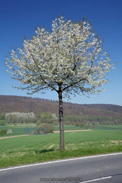  : Common Cherry Tree - flowering on roadside