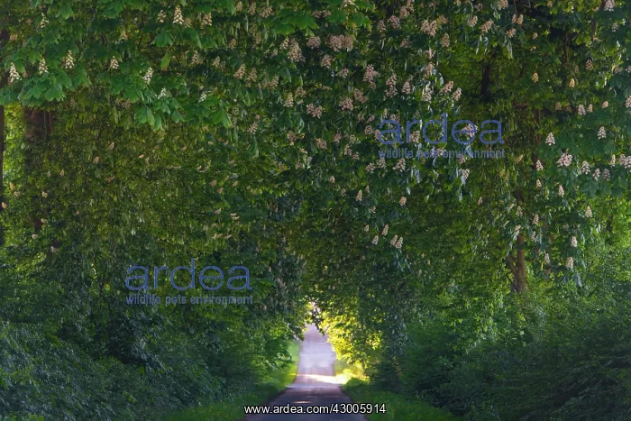 : Common Chestnut, allee of mature trees in blossom : Common Chestnut, allee of mature trees in blossom