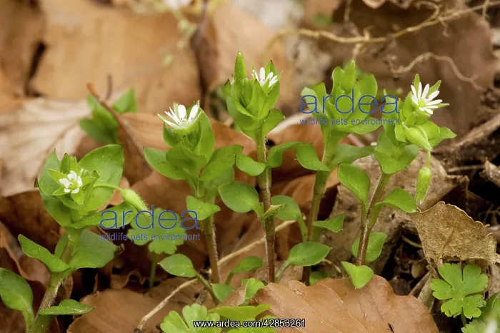  : Common chickweed