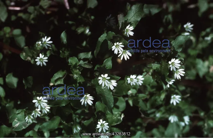: Common CHICKWEED : Common CHICKWEED