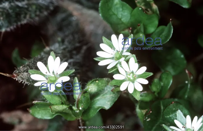 : Common CHICKWEED : Common CHICKWEED