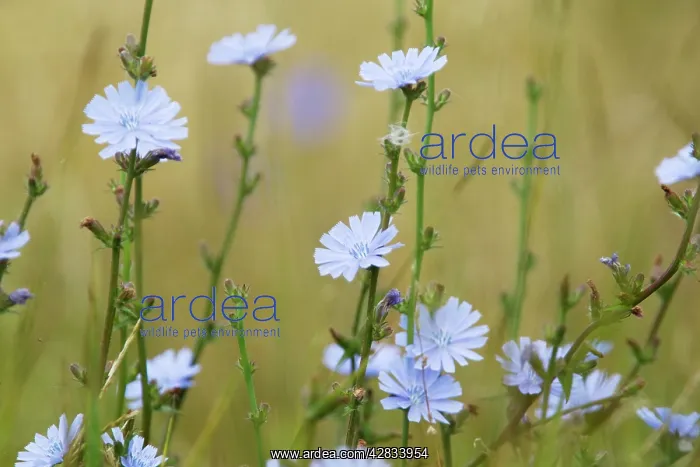 : Common Chicory : Common Chicory