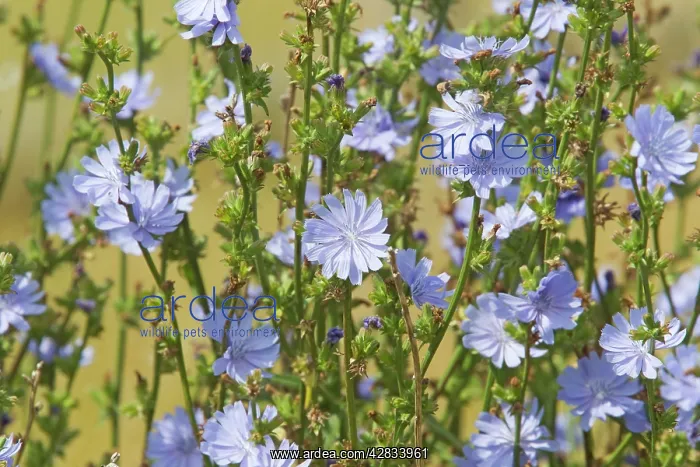  : Common Chicory