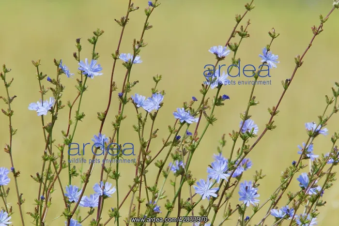 : Common Chicory : Common Chicory