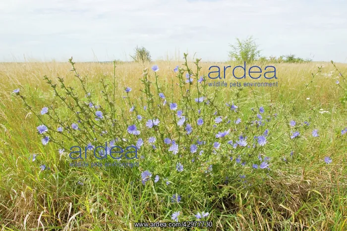 : Common Chicory : Common Chicory