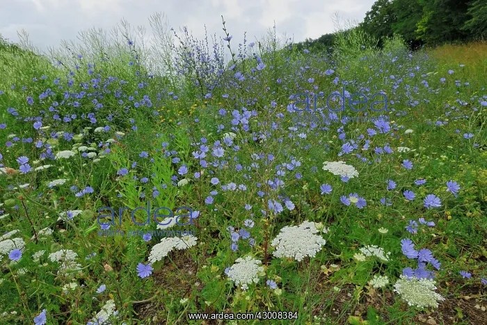: Common Chicory Wildflower strip Fallow land : Common Chicory Wildflower strip Fallow land