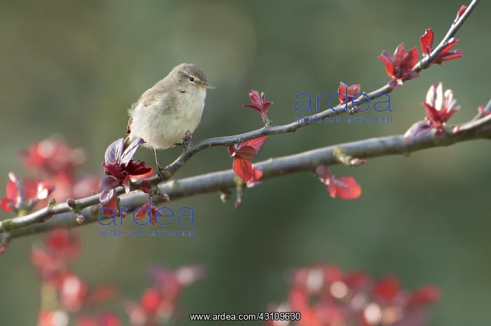 : Common Chiffchaff : Common Chiffchaff