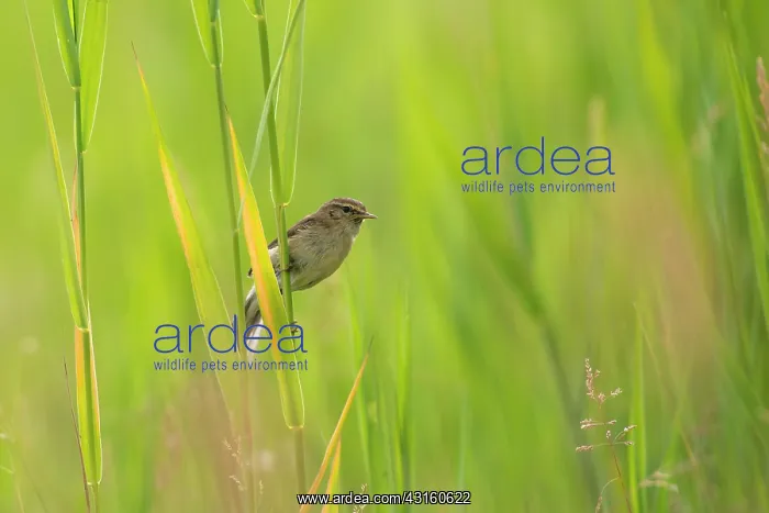 : Common Chiffchaff : Common Chiffchaff