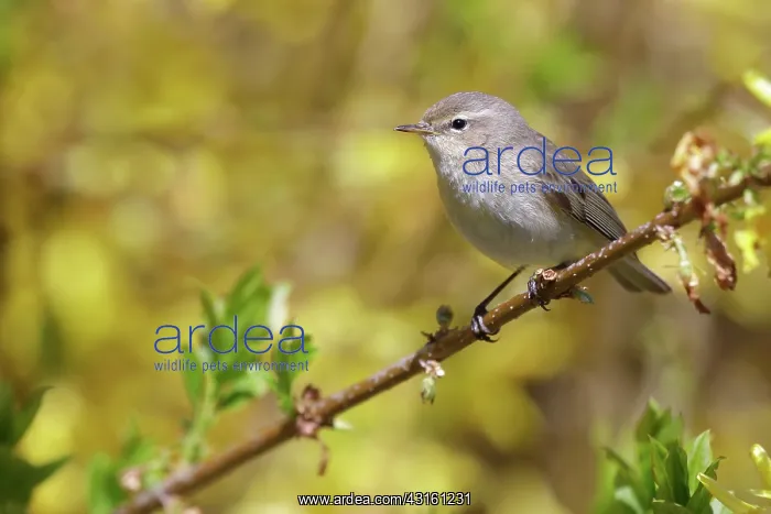 : common chiffchaff : common chiffchaff