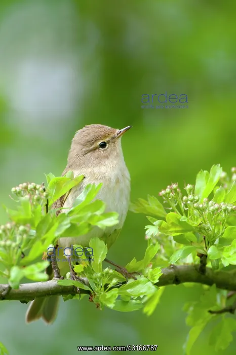 : Common Chiffchaff : Common Chiffchaff