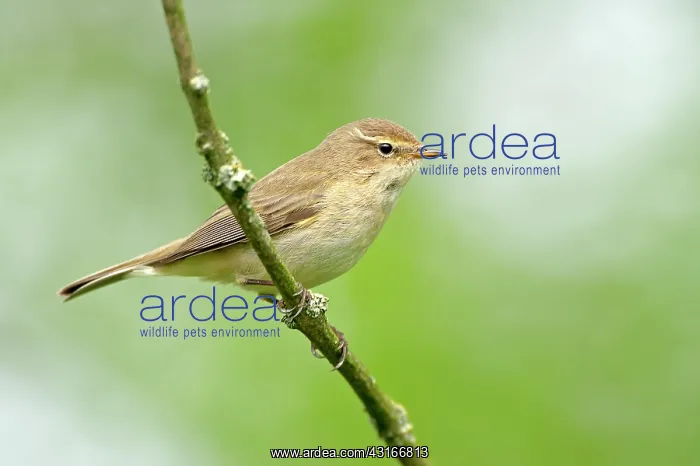 : Common Chiffchaff : Common Chiffchaff
