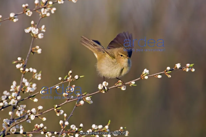 : Common Chiffchaff : Common Chiffchaff