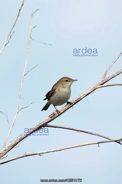 : Common Chiffchaff - adult - alarmed sits on a dry : Common Chiffchaff - adult - alarmed sits on a dry