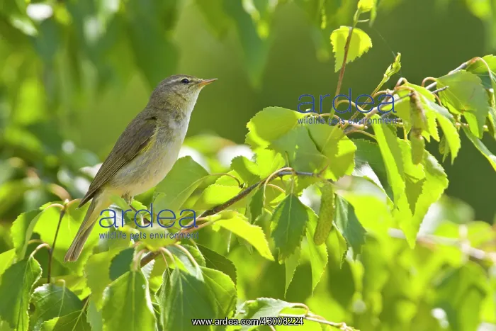 : Common Chiffchaff perched on branch Allariz, Galicia, Spain : Common Chiffchaff perched on branch Allariz, Galicia, Spain