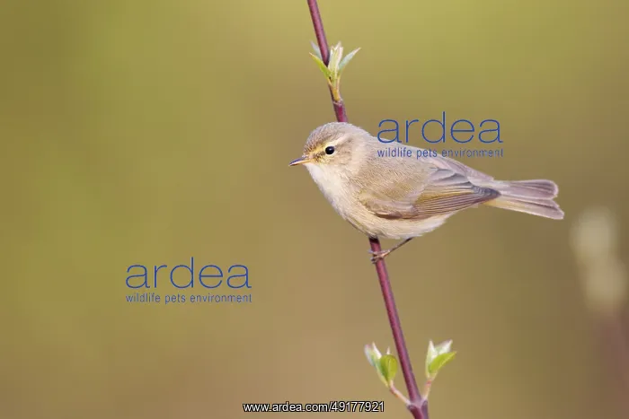 : Common Chiffchaff (Phylloscopus collybita) : Common Chiffchaff (Phylloscopus collybita)
