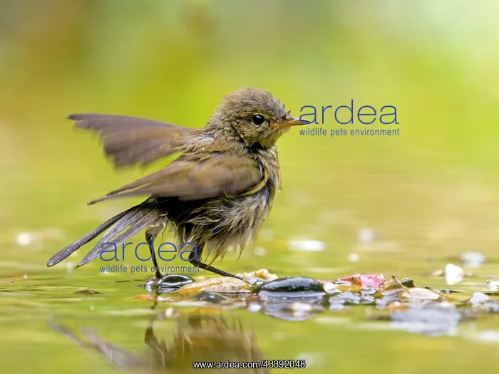 : Common Chiffchaff (Phylloscopus collybita) bathing : Common Chiffchaff (Phylloscopus collybita) bathing