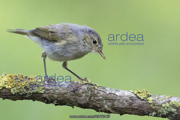 : Common Chiffchaff (Phylloscopus collybita) perched on a branch : Common Chiffchaff (Phylloscopus collybita) perched on a branch