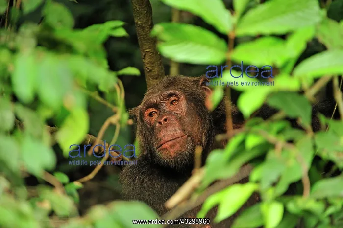 : Common Chimpanzee / Nigeria Chimpanzee - controlled : Common Chimpanzee / Nigeria Chimpanzee - controlled